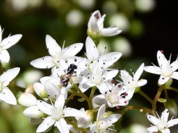 Ornithogalum umbellatum